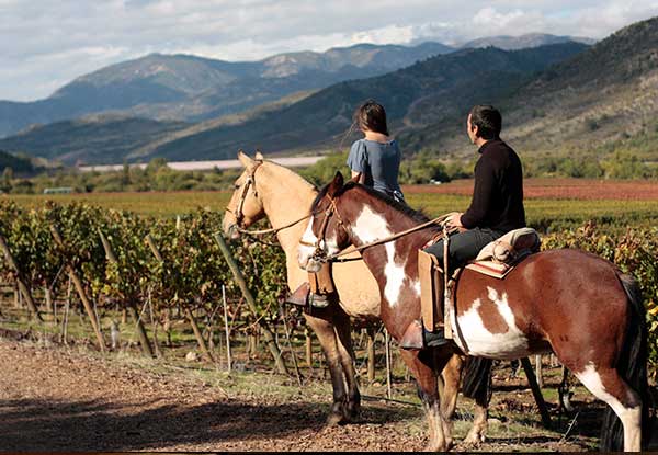 Colchagua Valley Wine Tours