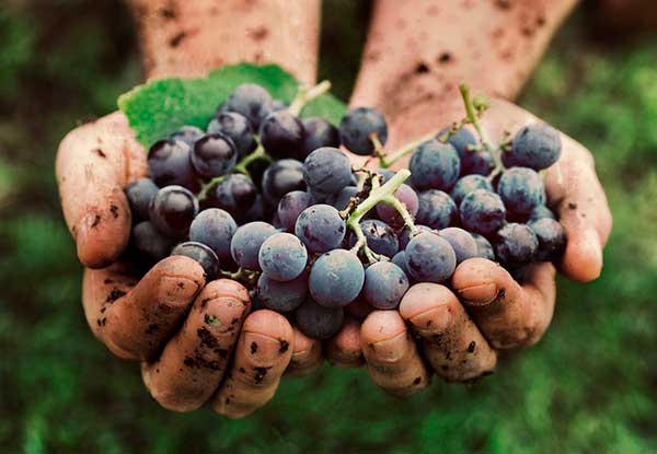 Curicó Valley Wine Tours